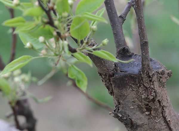 Как прививать плодовые деревья: технология и советы экспертов