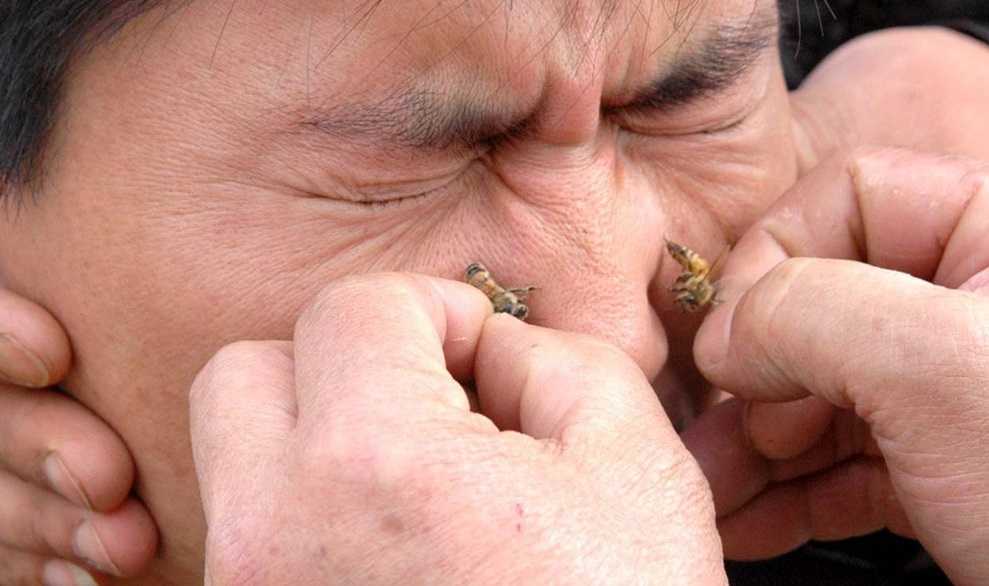 Лечение пчелами польза и вред точки ужаливания отзывы - скороспел