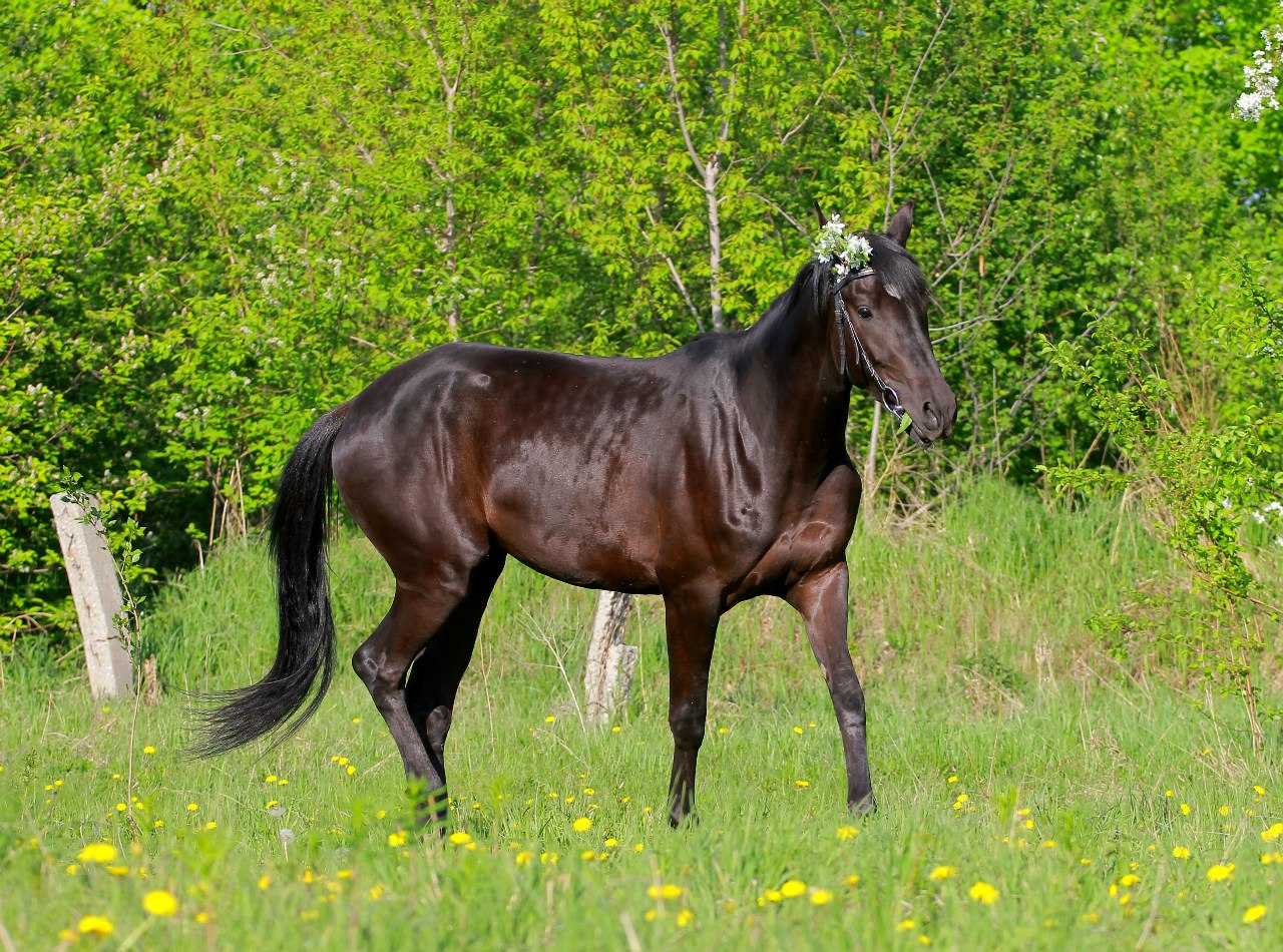 Голштинская порода лошадей: фото, описание, характер и характеристика