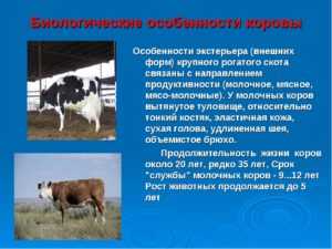 Биологические особенности и продуктивность крупного рогатого скота. реферат. сельское хозяйство. 2014-12-07