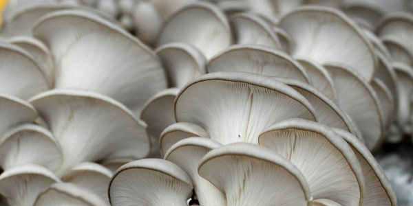 Домашние вешенки: советы для начинающих по выращиванию. плюсы и минусы выращивания грибов в домашних условиях (110 фото)