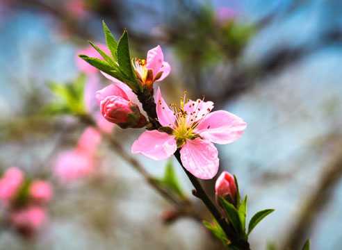 Персик воронежский кустовой: описание сорта, фото, отзывы