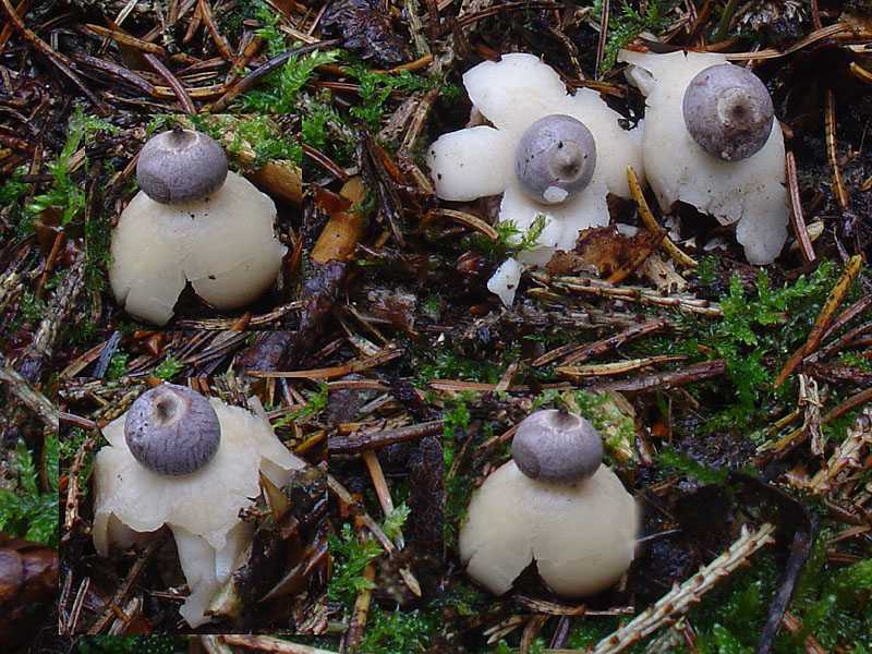 Геаструм тройной – гриб-цветок