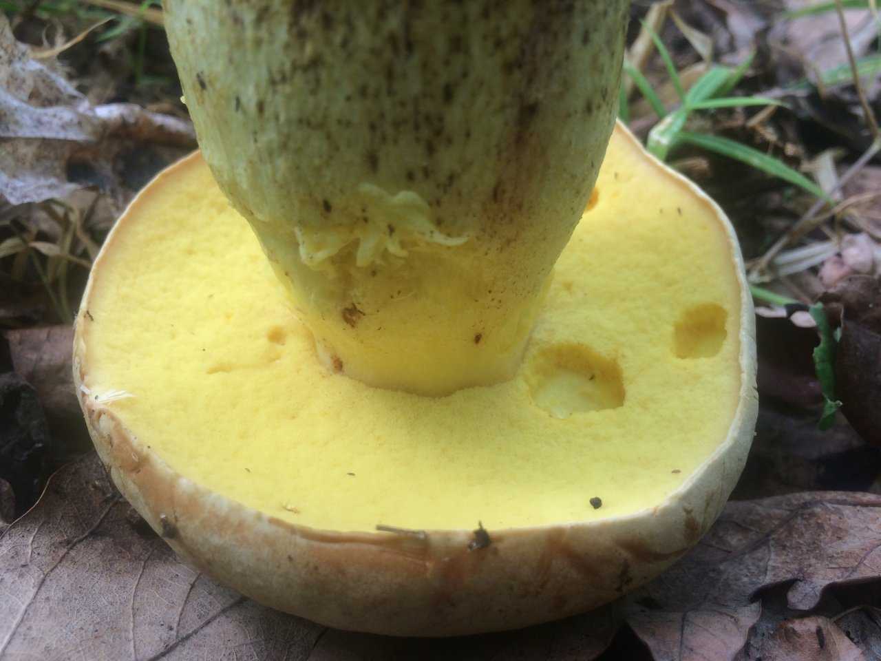 Ложный сатанинский гриб: где растет, как выглядит, фото, съедобность