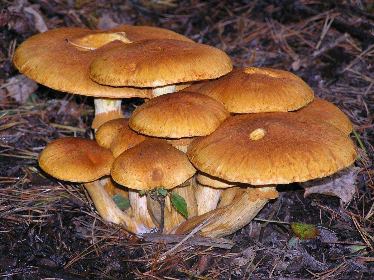 Лепиота гребенчатая: опасный гриб?