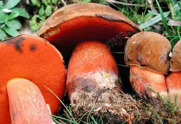 Гриб дубовик: как выглядит условно-съедобный вид. Где и когда произрастает. Какие существуют разновидности, и с какими грибами их можно спутать, в чем польза.