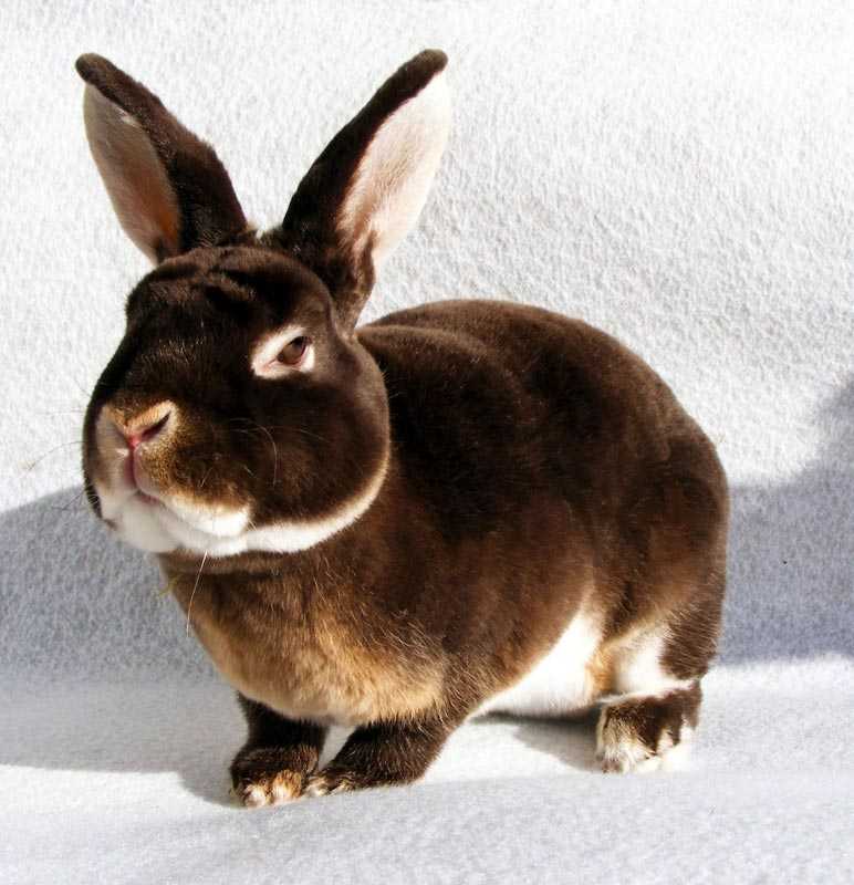 Кролики рекс: описание породы, советы по разведению и уходу