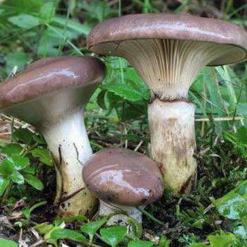 Эксидия хрящеватая (exidia cartilaginea): как выглядят грибы, где и как растут, съедобны или нет