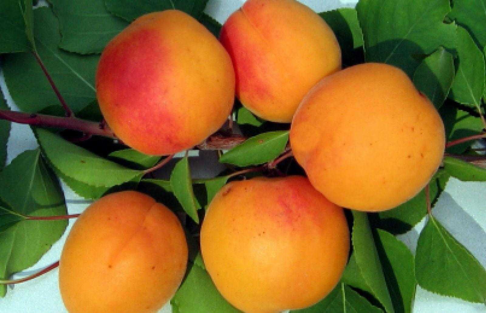 ✅ об абрикосе восторг: описание и характеристики сорта, посадка, уход, выращивание - tehnomir32.ru