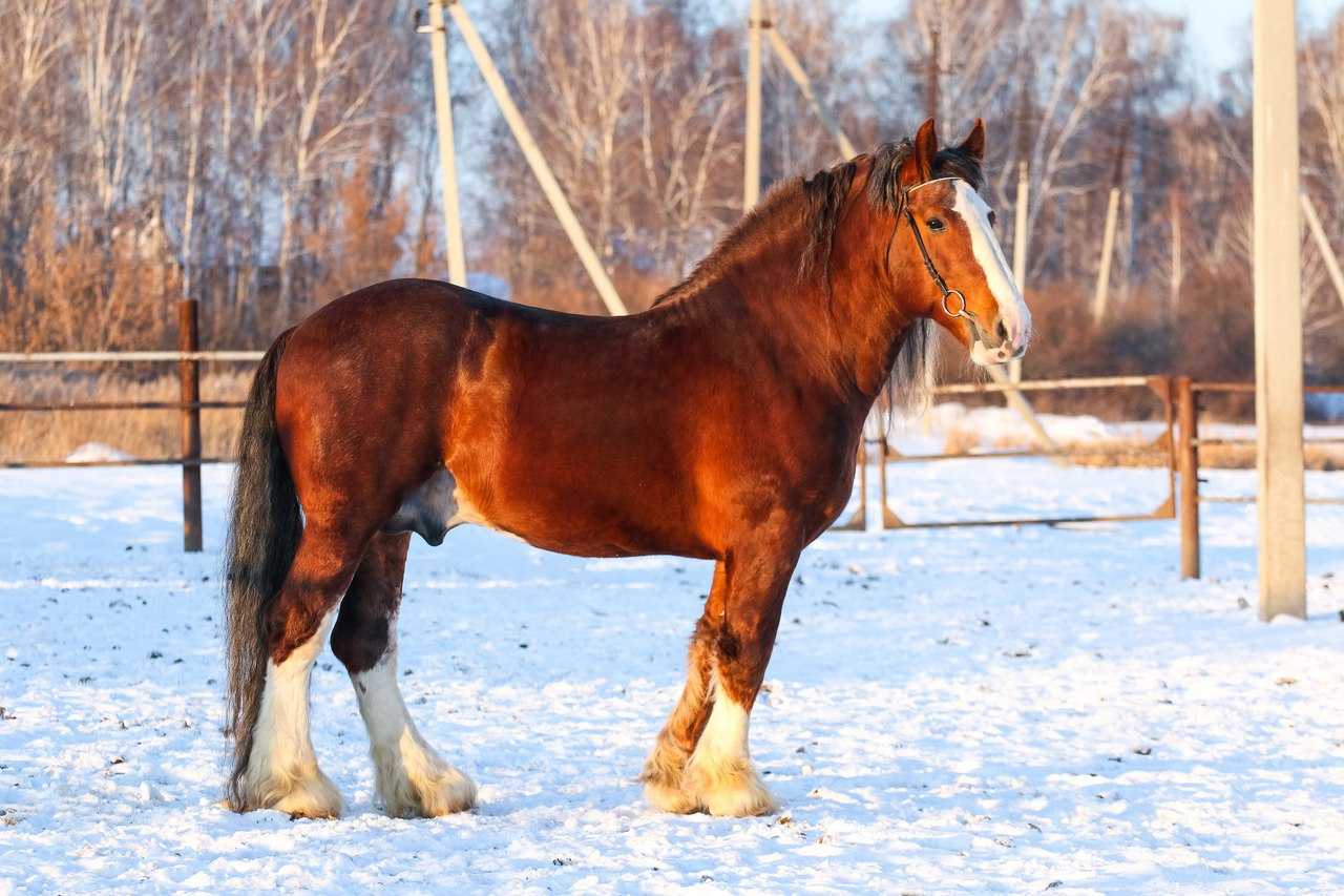 Владимирский тяжеловоз: порода лошадей — фото и описание