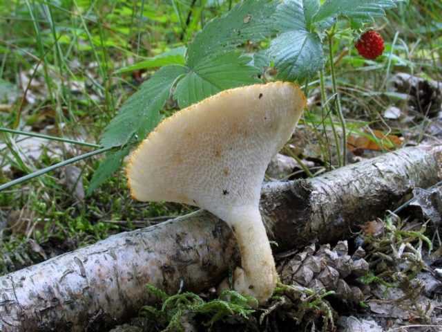 Удивительный гриб-паразит — трутовик дубовый!