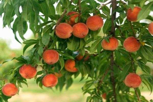 Загадочный сорт персика воронежский кустовой: что о нём говорят | топфазенда