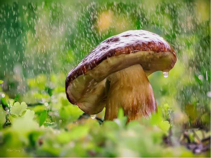 Через какое время появляются грибы после дождя
