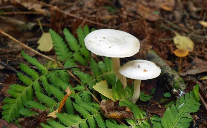 Описание грибов рядовок и как они выглядят (+30 фото)?