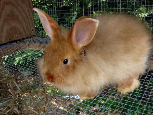 Кролик ангорский пуховый – описание и характеристика породы