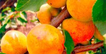 Описание видов абрикосов
описание видов абрикосов