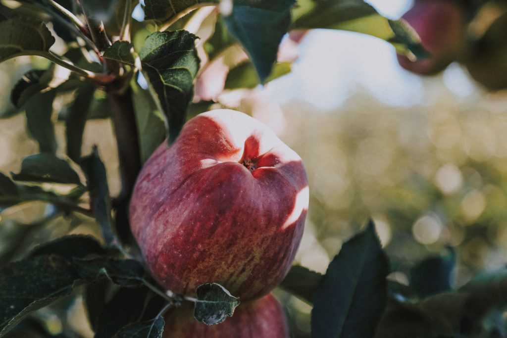 Яблоня летнее полосатое: описание, фото, отзывы