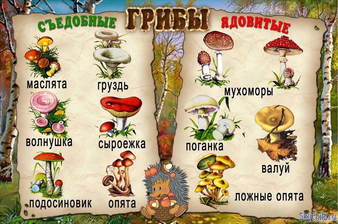 Съедобные грибы: описания и виды