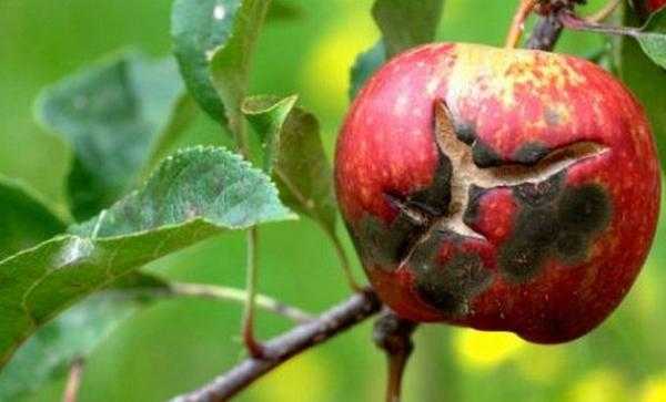 Яблоня краса свердловска – мечта любого садовода
