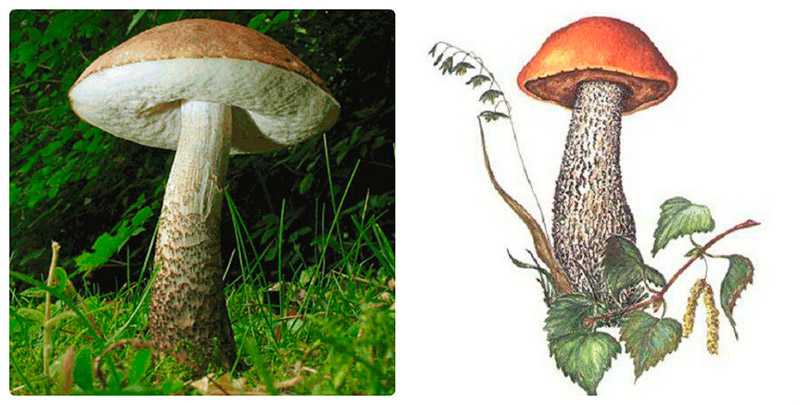 Гриб подберезовик: фото, описание, свойства грибов рода лекцинум, симбиоз с корнями высших растений