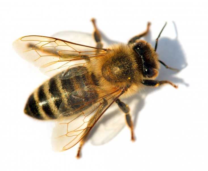 Как пчелы делают мед: сбор нектара, формирование пыльцевого комка, помещение в соты