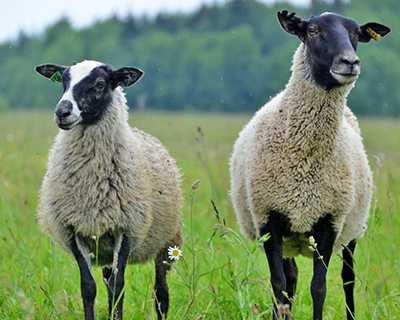 Эдильбаевская порода овец