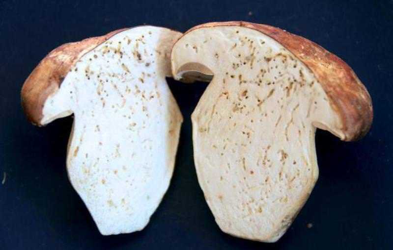 Черви в белых грибах: могут ли быть. Признаки испорченного плодового тела. Опасны ли черви в грибах, как можно от них избавиться.