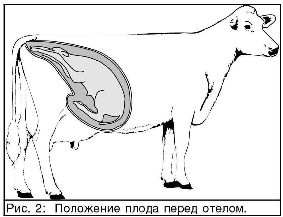 4 способа, как определить стельность коровы