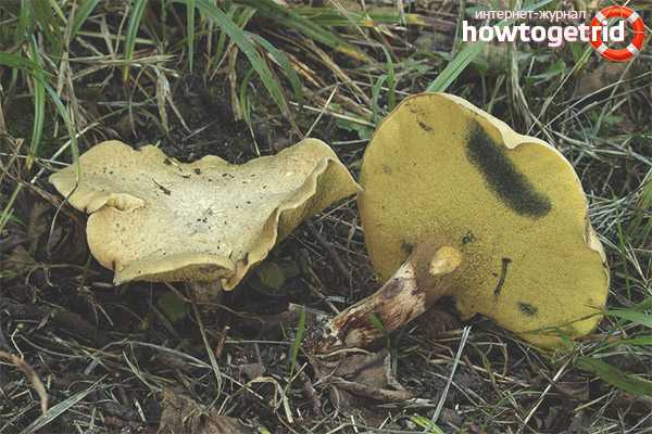 Гиродон мерулиусовидный (gyrodon merulioides): описание и фото гриба