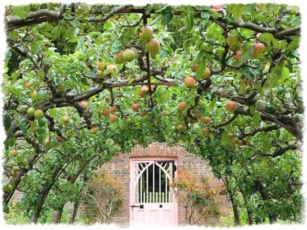 Посадка яблони осенью. как и когда правильно сажать, информация от профессионалов