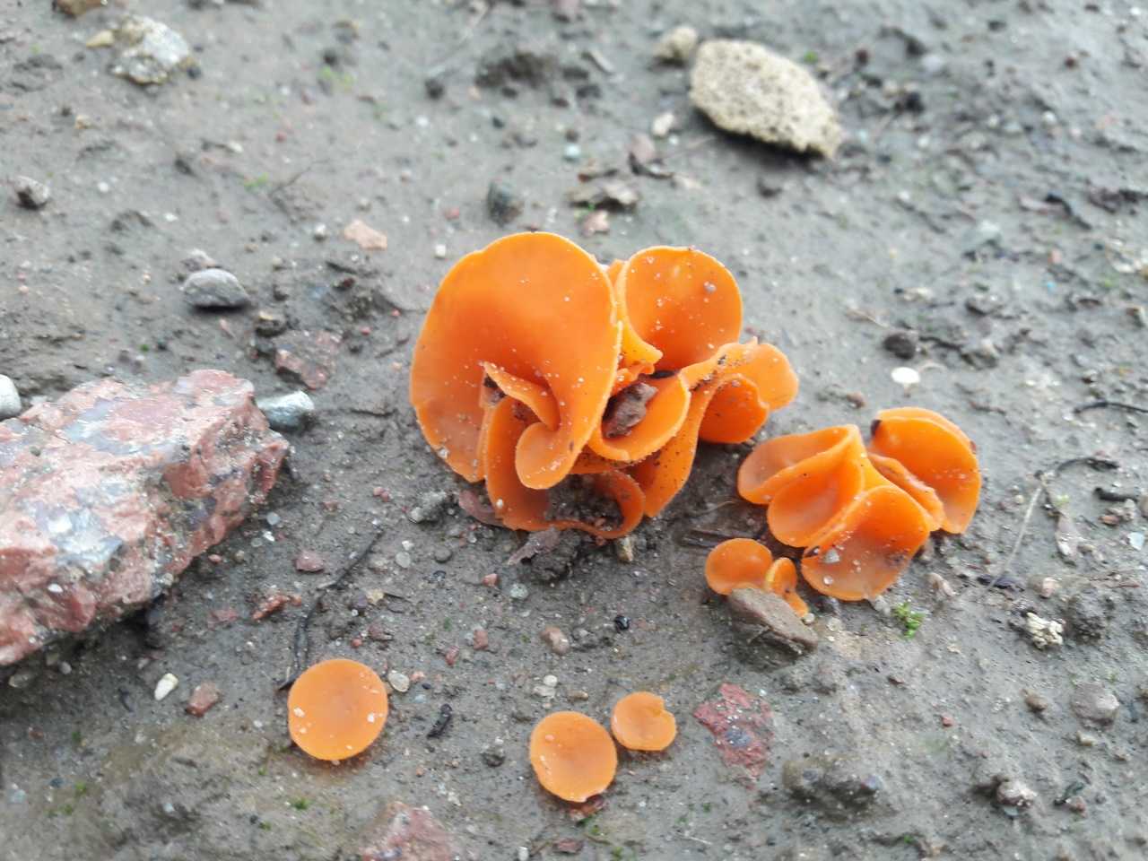 Алеврия оранжевая – гриб с очень яркой окраской.