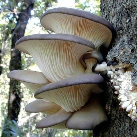 Пилолистник чешуйчатый (шпальный гриб, neolentinuslepideus): как выглядит, где и как растет, съедобный или нет - агрономия