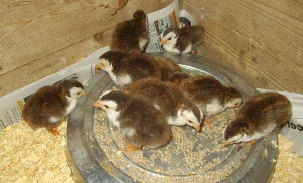 Чем кормить цесарок в домашних условиях: особенности рациона птиц