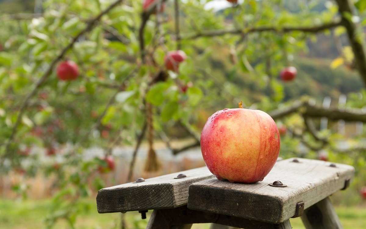 Уход за плодовыми деревьями осенью: правила ухода за плодовым садом