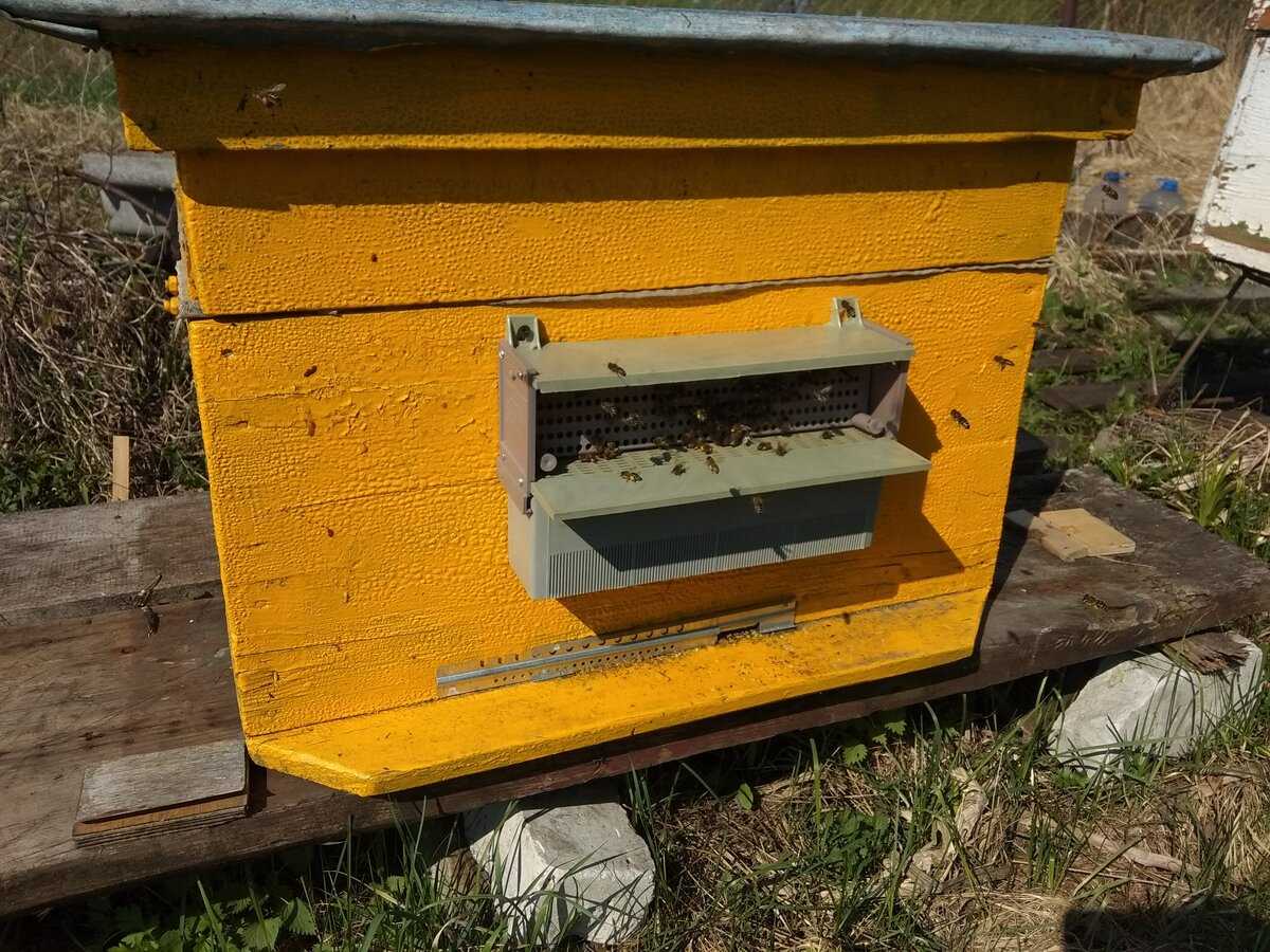 Роль пчел в опылении растений