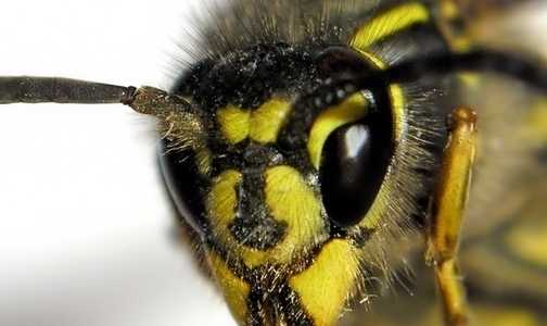 Польза и лечение укусами пчел