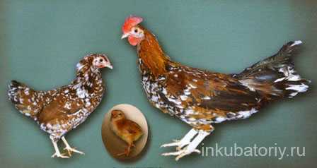 Яйценоские породы кур и самые лучшие несушки фото