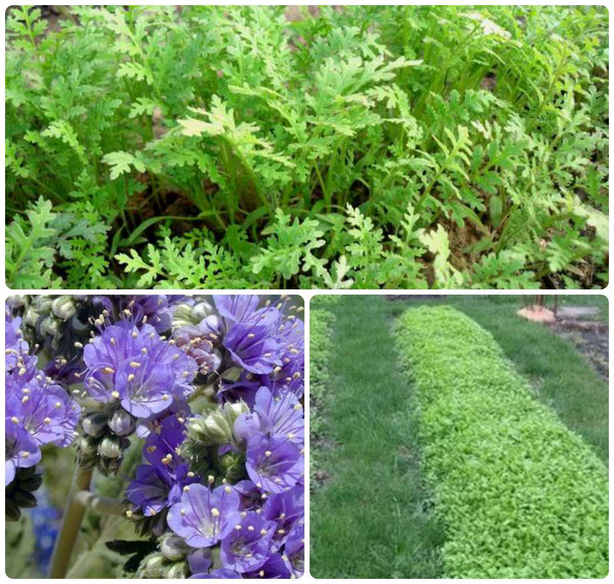 Сидерат фацелия: как и когда сеять весной, когда запахивать, полезные свойства