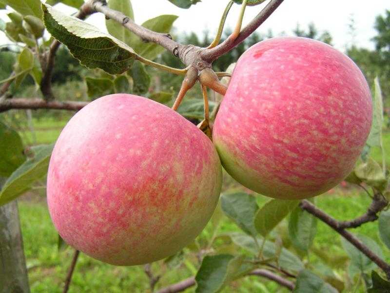 Яблоня жигулевское — описание сорта, фото, отзывы