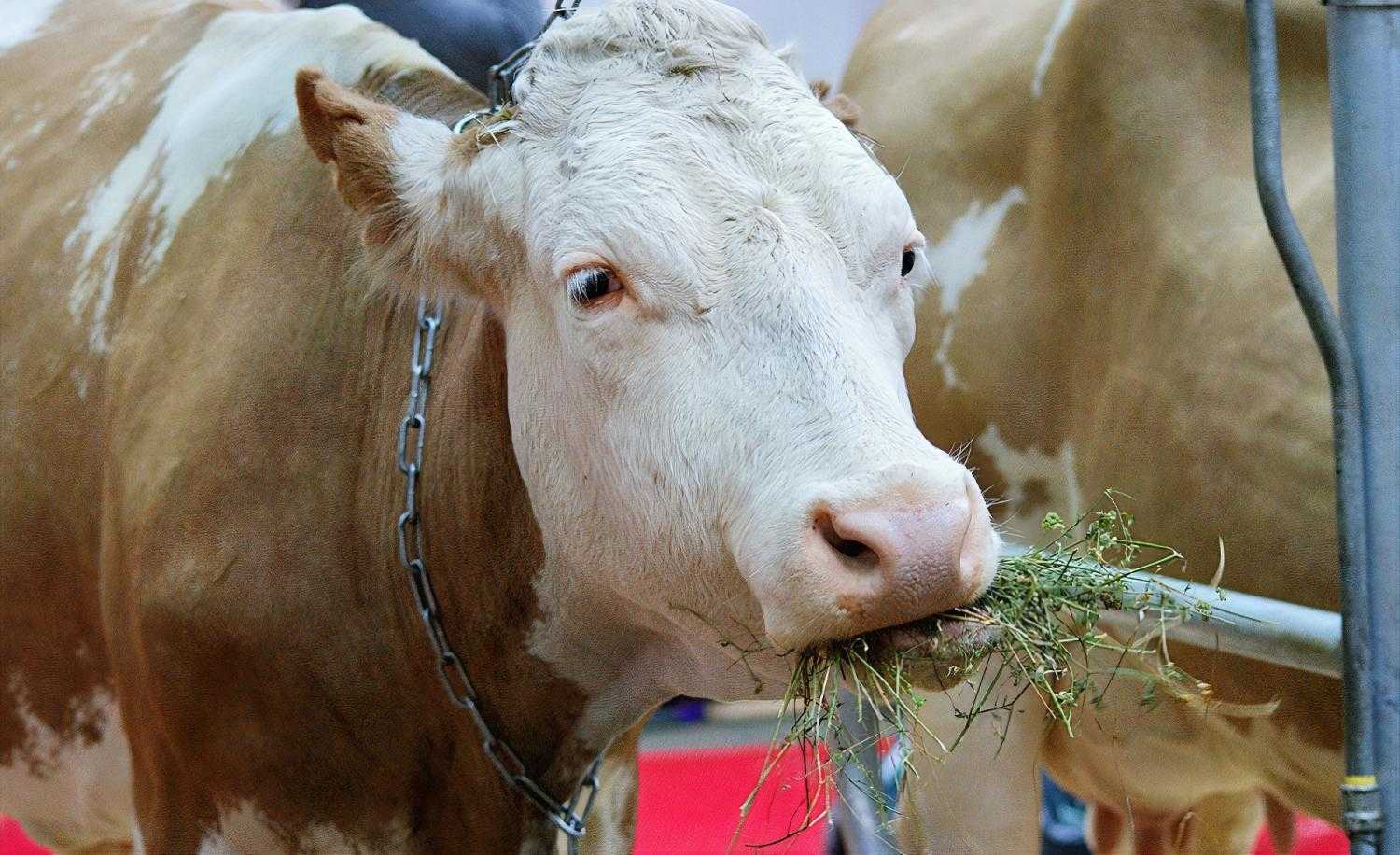 Самые странные и редкие породы коров