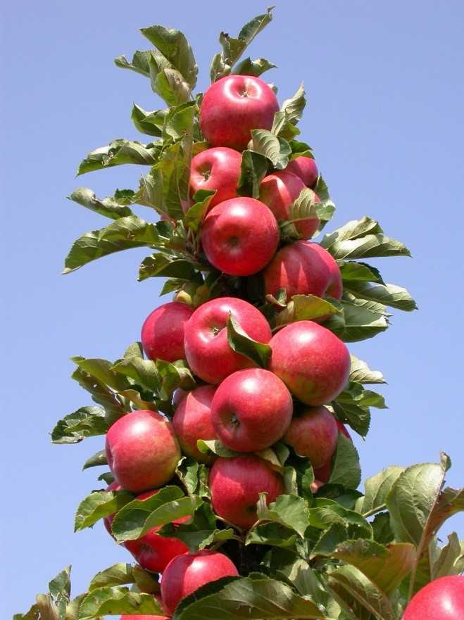 Яблоня россошанское полосатое — описание сорта, фото, отзывы