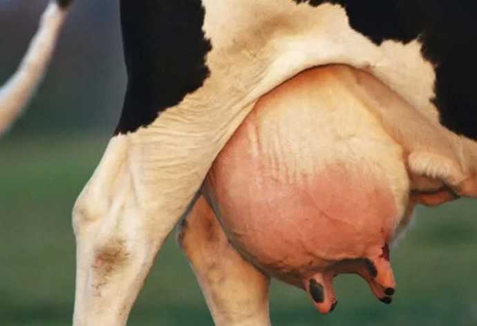 Лечение молочного камня у коровы: причины появления заболевания в организме. Симптомы патологии у КРС, профилактические мероприятия.
