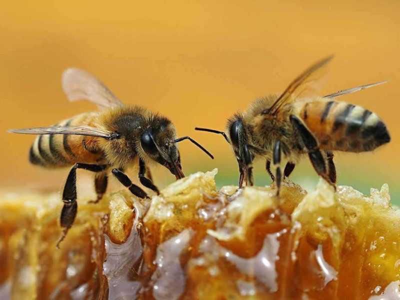 Осенняя подкормка пчел сахарным сиропом: сроки, рецепты