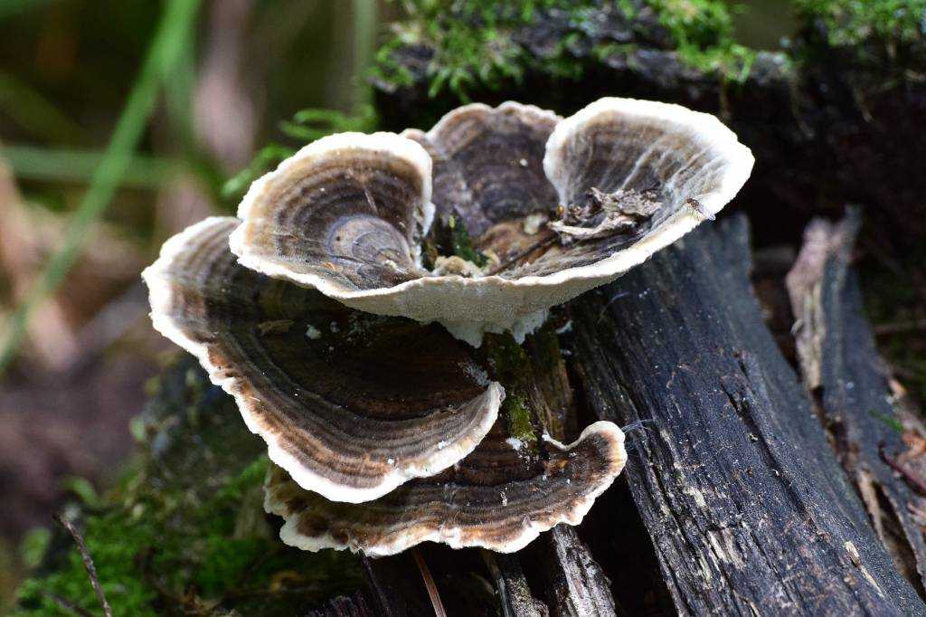 Траметес пушистый – целебный гриб