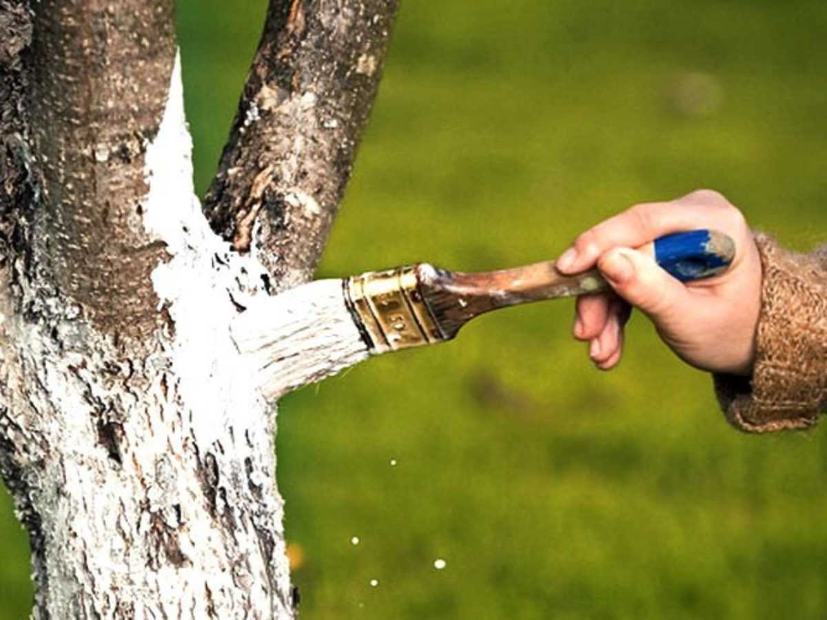 Чем побелить деревья чтобы не смывалось. популярные составы