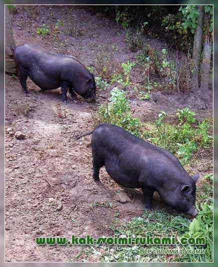 Вьетнамские свиньи разведение уход питание + фото отзывы