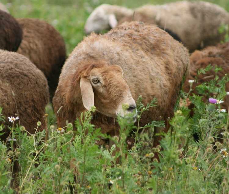 Эдильбаевская порода овец | агропромышленный вестник