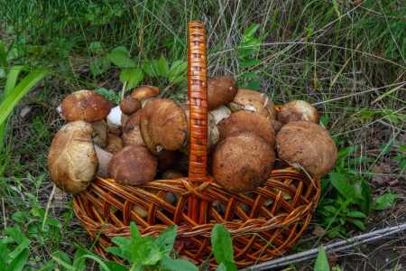 Лечебные свойства грибов лисичек — кому они полезны и кому противопоказаны