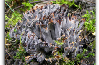 Как выглядит коралловый гриб и его описание (+25 фото)