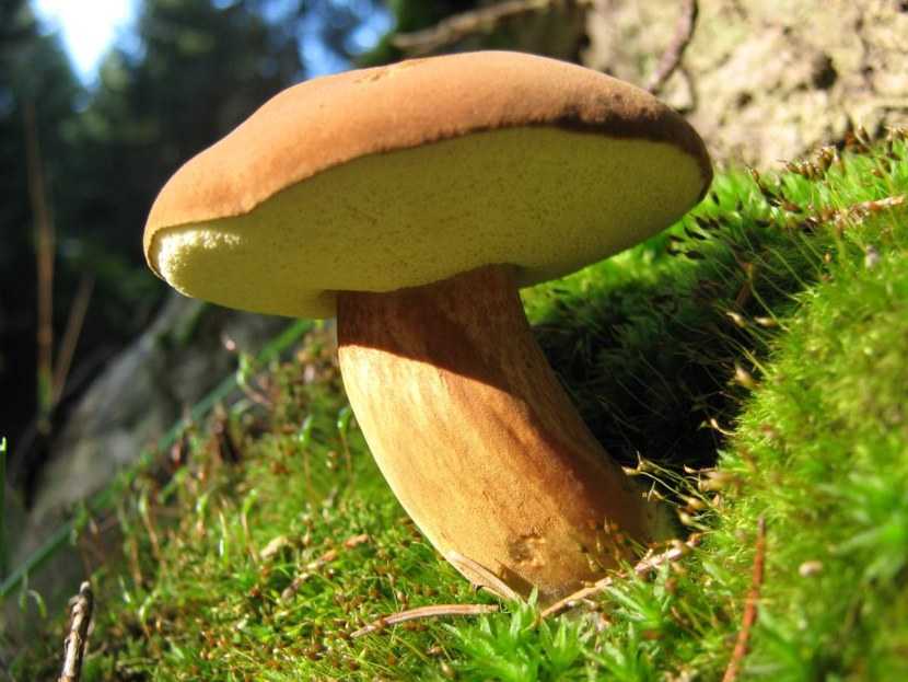 Трутовик настоящий (fomes fomentarius): лечебные свойства, применение, фото, описание, рецепты и поделки с гриба